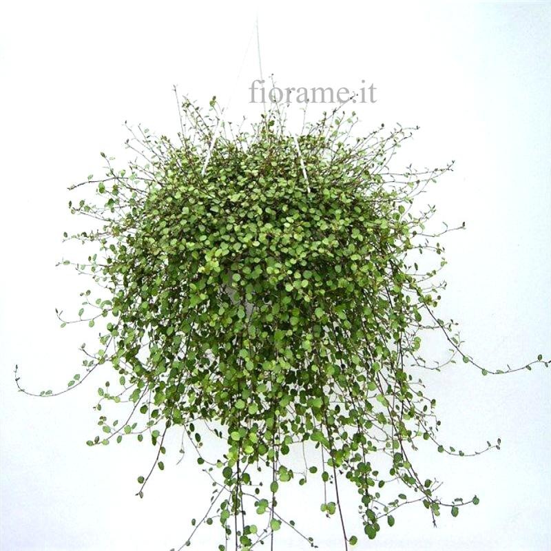 MUEHLENBECKIA COMPLEXA - Info