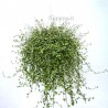 MUEHLENBECKIA COMPLEXA - Info