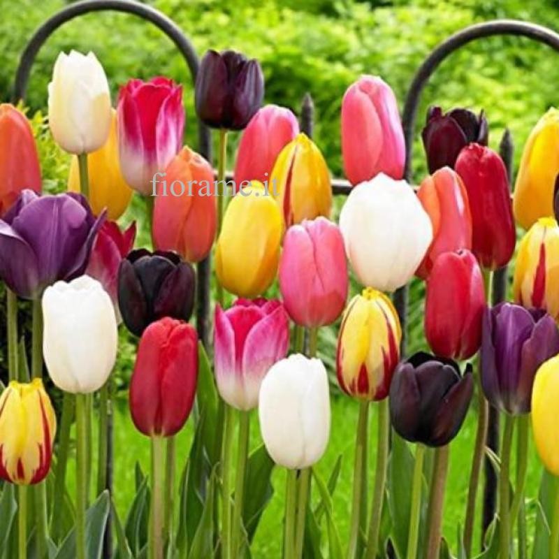 TULIPS MIXED IN NUMBER TULIPS MIXED IN NUMBER