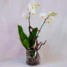 PHALENO WHITE R2 H50 +GLASS