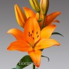 LILIUM ORANGE IN NUMBER