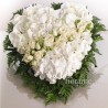 CUORE BIANCO 1