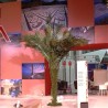 ALBERO IMMAGINARIO