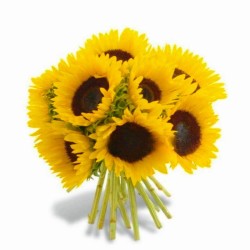SUNFLOWERS IN NUMBER