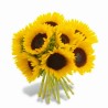 SUNFLOWERS IN NUMBER