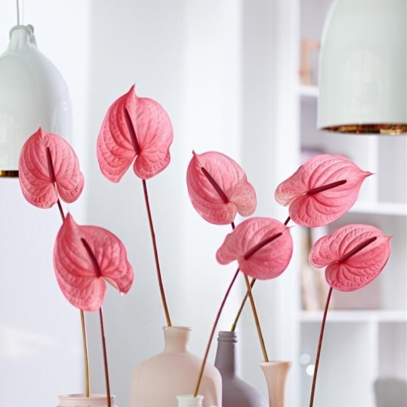 ANTHURIUM ROSA A NUMERO