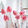 ANTHURIUM ROSA A NUMERO