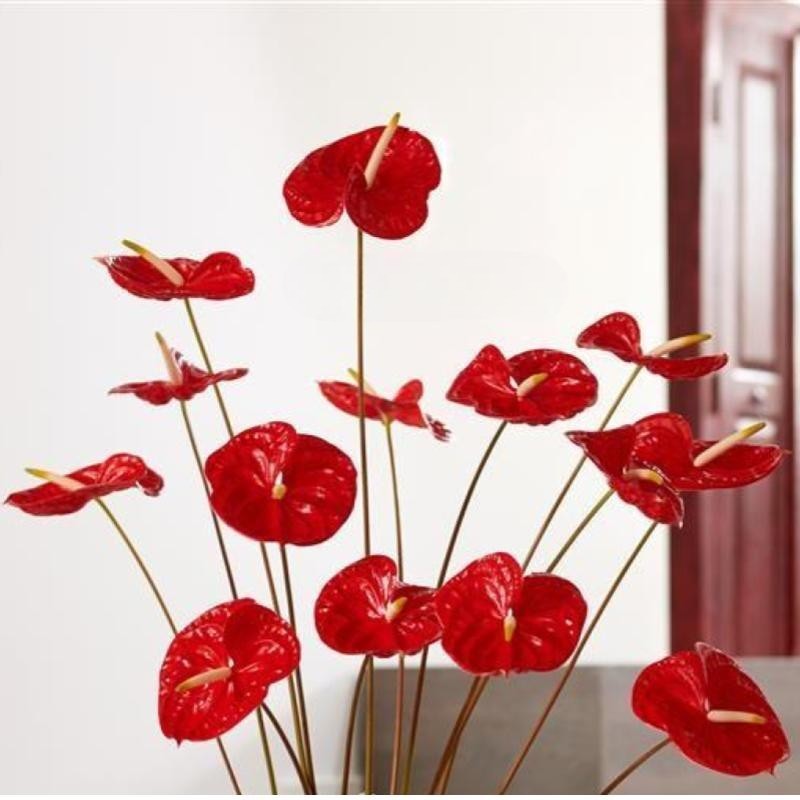 ANTHURIUM RED IN NUMBER