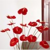 ANTHURIUM ROSSO A NUMERO
