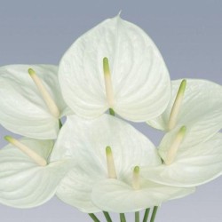 ANTHURIUM WHITE IN NUMBER
