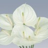 ANTHURIUM WHITE IN NUMBER
