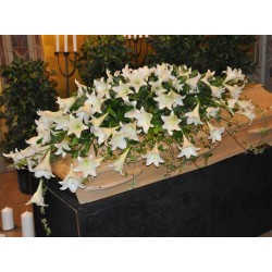 CUSCINO  STAN W2 €115-237