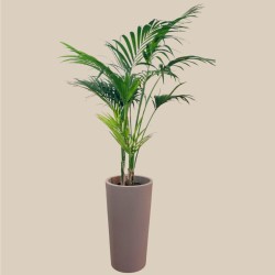 KENTIA-esempio