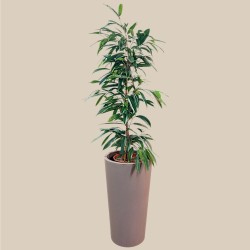 FICUS B. AMSTEL KING 1-esempio