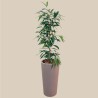FICUS B. AMSTEL KING 1-example