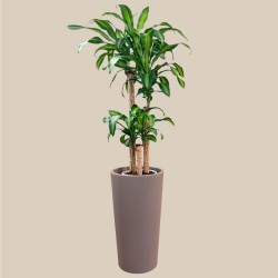 DRACAENA MASSANGEANA-esempio