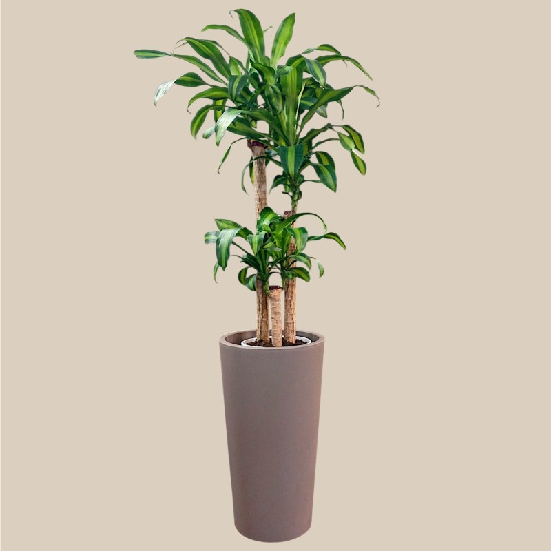 DRACAENA FR. MASSANGEANA-example