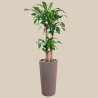DRACAENA FR. MASSANGEANA-example
