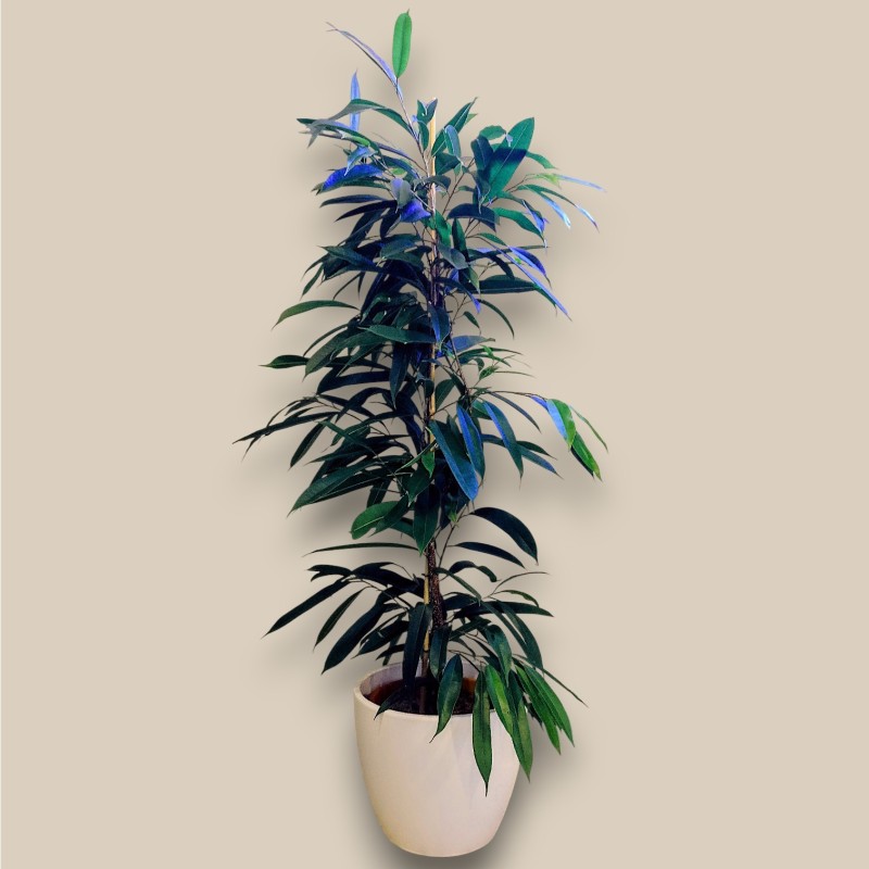 FICUS B. AMSTEL KING 2-example