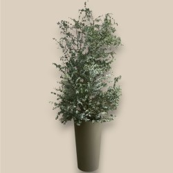 EUCALYPTUS GUNNII-esempio