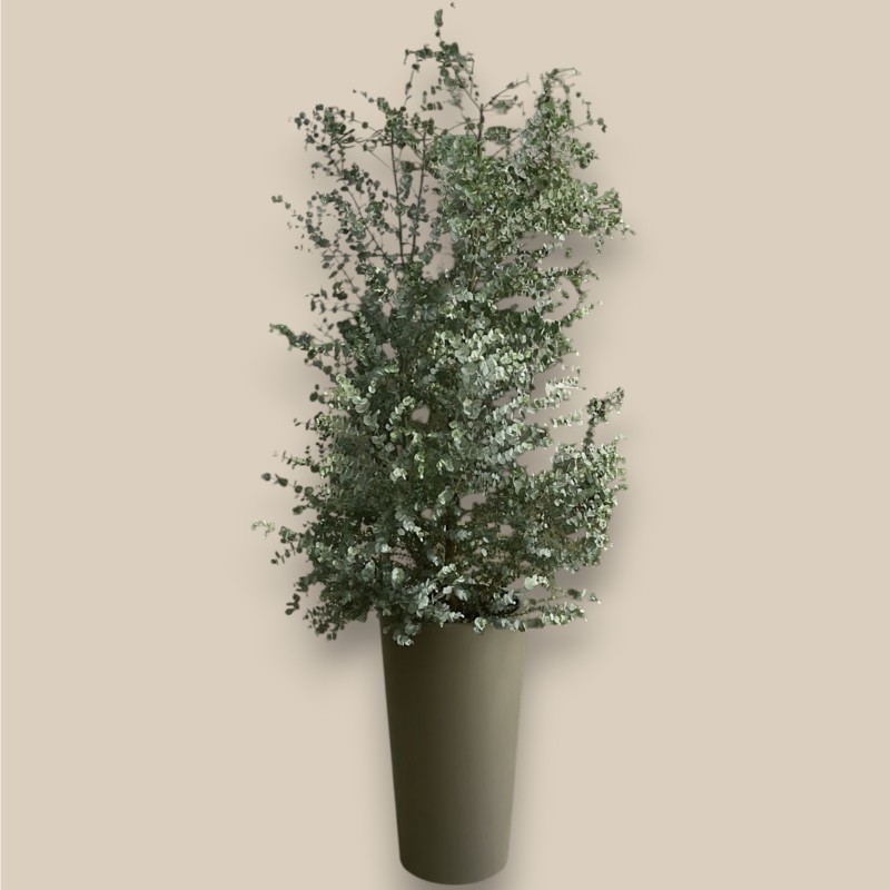 EUCALYPTUS GUNNII-esempio