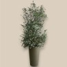 EUCALYPTUS GUNNII-example