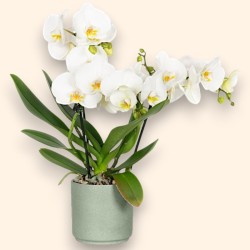 PHALENO BIANCO R2 H30 +VASO