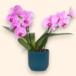 PHALENO PINK R2 H30 +VASE