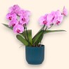 PHALENO ROSA R2 H30 +VASO