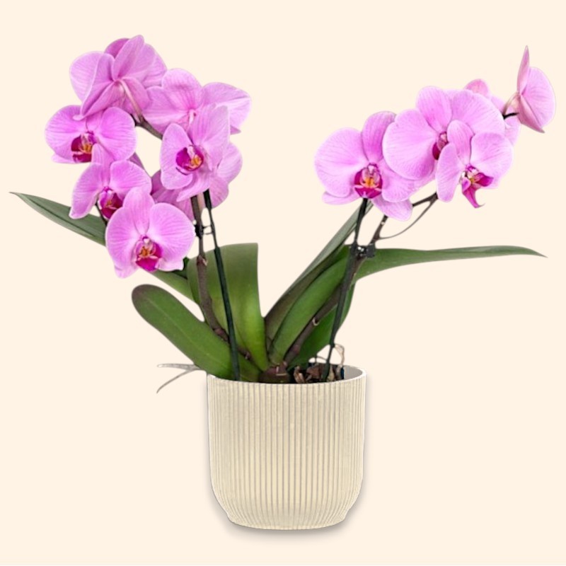 PHALENO ROSA R2 H30 +VASO