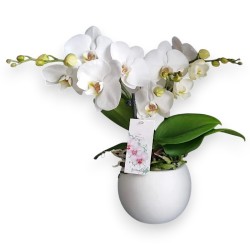 PHALENO WHITE R2 H30 +VASE