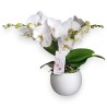 PHALENO WHITE R2 H30 +VASE