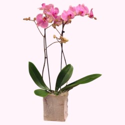 PHALENO PINK R2 H70 +VASE