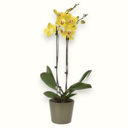 PHALENO GIALLO R2 H50 +VASO