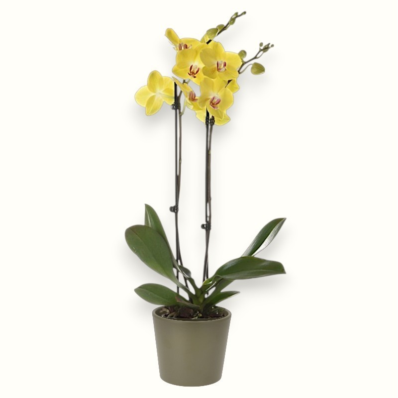 PHALENO YELLOW R2 H50 +VASE
