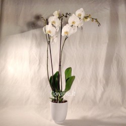 PHALENO WHITE R2 H80 +VASE
