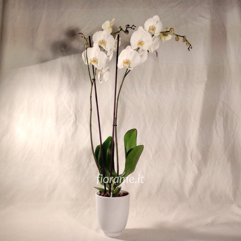 PHALENO BIANCO R2 H80 +VASO