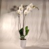 PHALENO WHITE R2 H80 +VASE