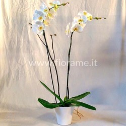PHALENO BIANCO R2 H80 +VASO