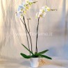 PHALENO BIANCO R2 H80 +VASO