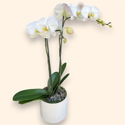 PHALENO WHITE R2 H60 +VASE