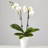 PHALENO WHITE R2 H60 +VASE
