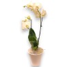PHALENO BIANCO R2 H60 +VASO