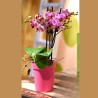 PHALENO ROSA FP R3 H40 +VASO