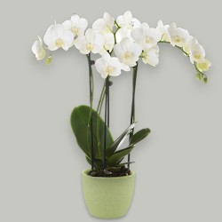PHALENO WHITE FP R2 H40 +VASE