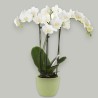 PHALENO WHITE FP R2 H40 +VASE