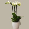 PHALENO BIANCO FP R3 H40 +VASO