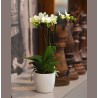 PHALENO WHITE FP R2 H40 +VASE