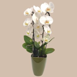 PHALENO BIANCO ARCO R2H50+VASO