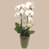 PHALENO WHITE ARCH R2 H50+VASE